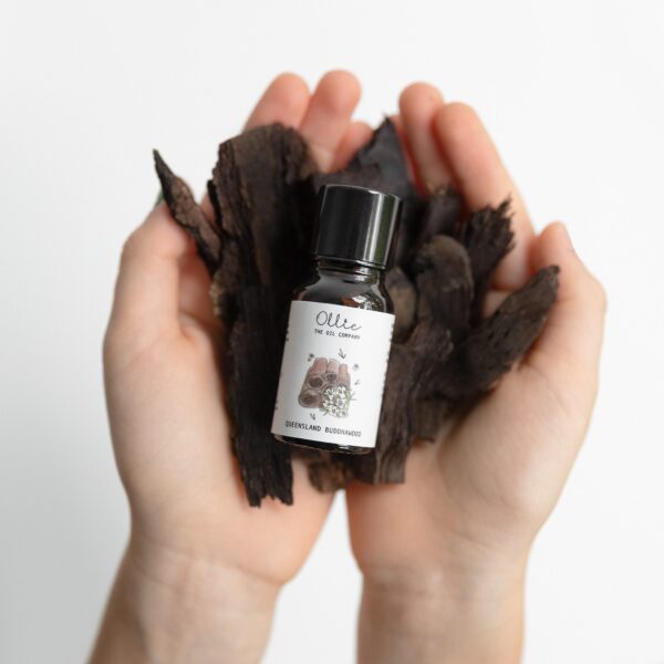 Queensland Buddhawood Oil